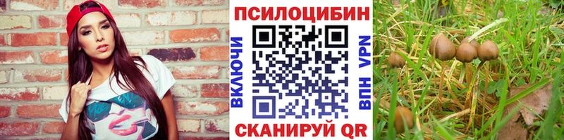 omg ТОР  Чита  Псилоцибиновые грибы Psilocybe 